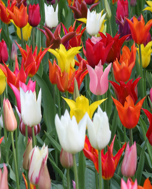 TULIPANI LILYFLOW.MIXED