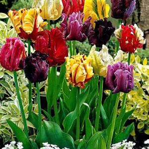 TULIPANI PAPPAGALLI MIX