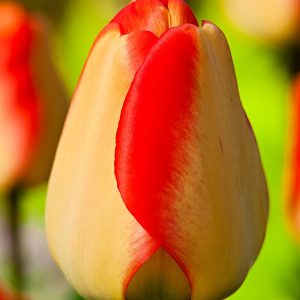 TULIPANI SILVER DOLLAR