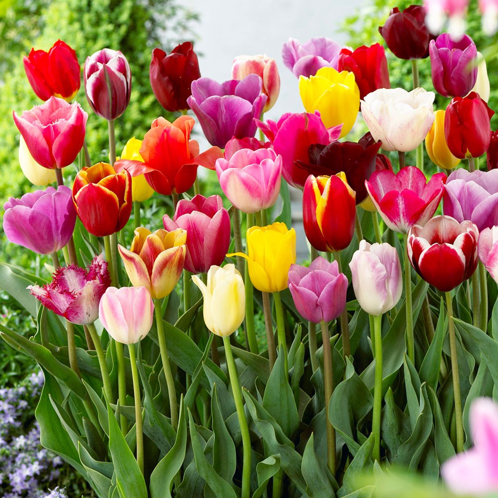 TULIPANI TRIUMPH MIXED