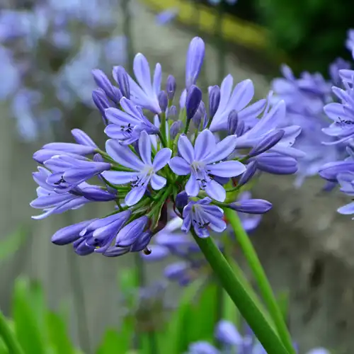AGAPANTHUS UMBELATUM BLU