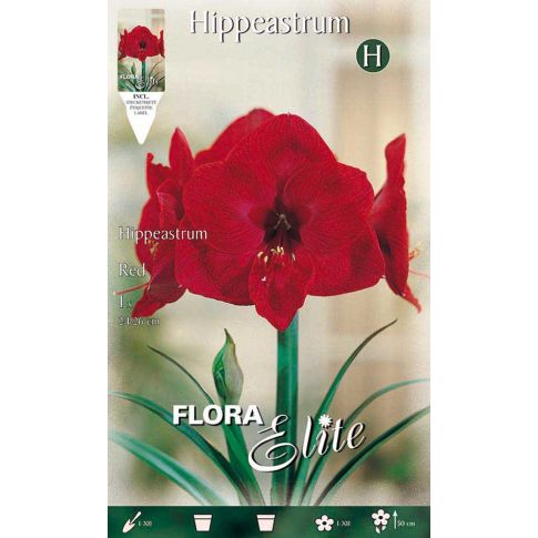 AMARYLLIS HIPPEASTRUM RE