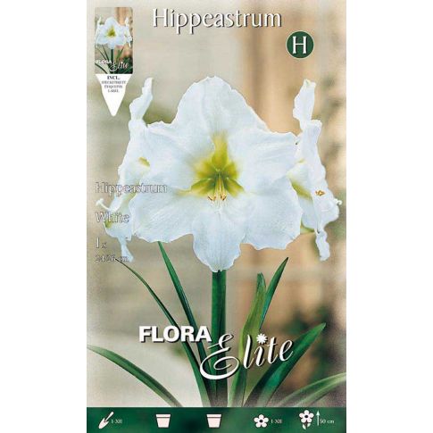 AMARYLLIS HIPPEASTRUM WH