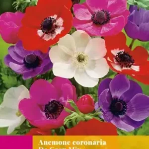 ANEMONE DE CAEN MIX 5/6